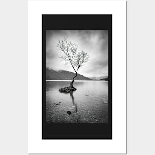 Lone Tree at Llyn Padarn Posters and Art